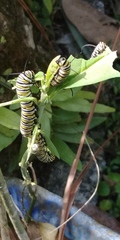 Danaus plexippus