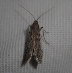 Phycitodes binaevella