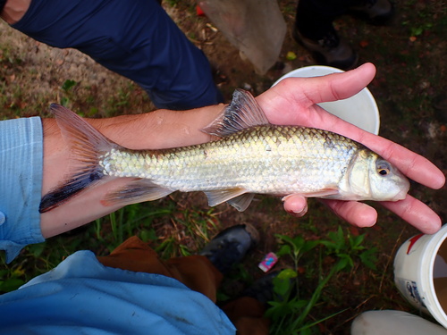 Blacktail redhorse (Moxostoma poecilurum) — Catostomidae — 3