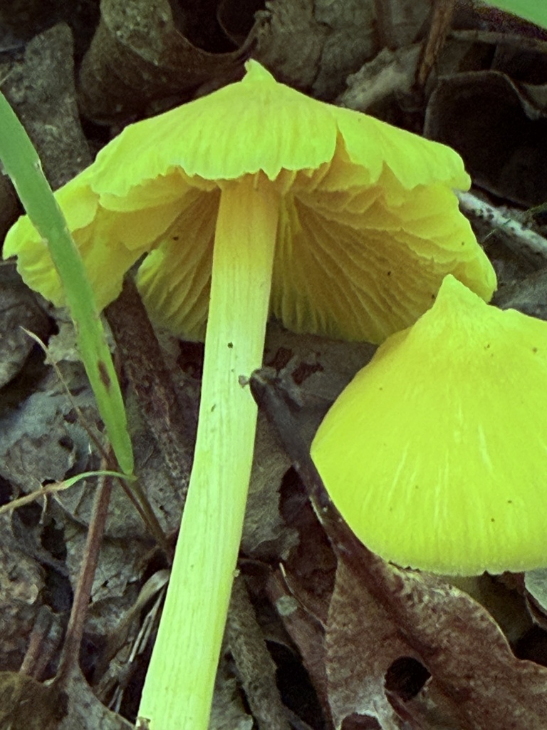 Yellow Unicorn Entoloma