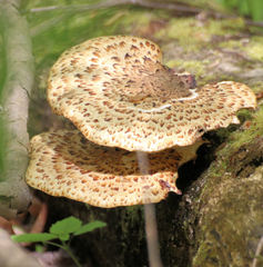 Cerioporus squamosus