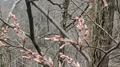 Amelanchier canadensis