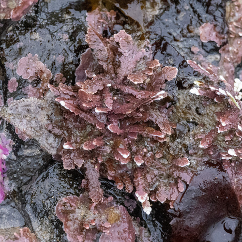 Bossiella plumosa, 2026-06-17