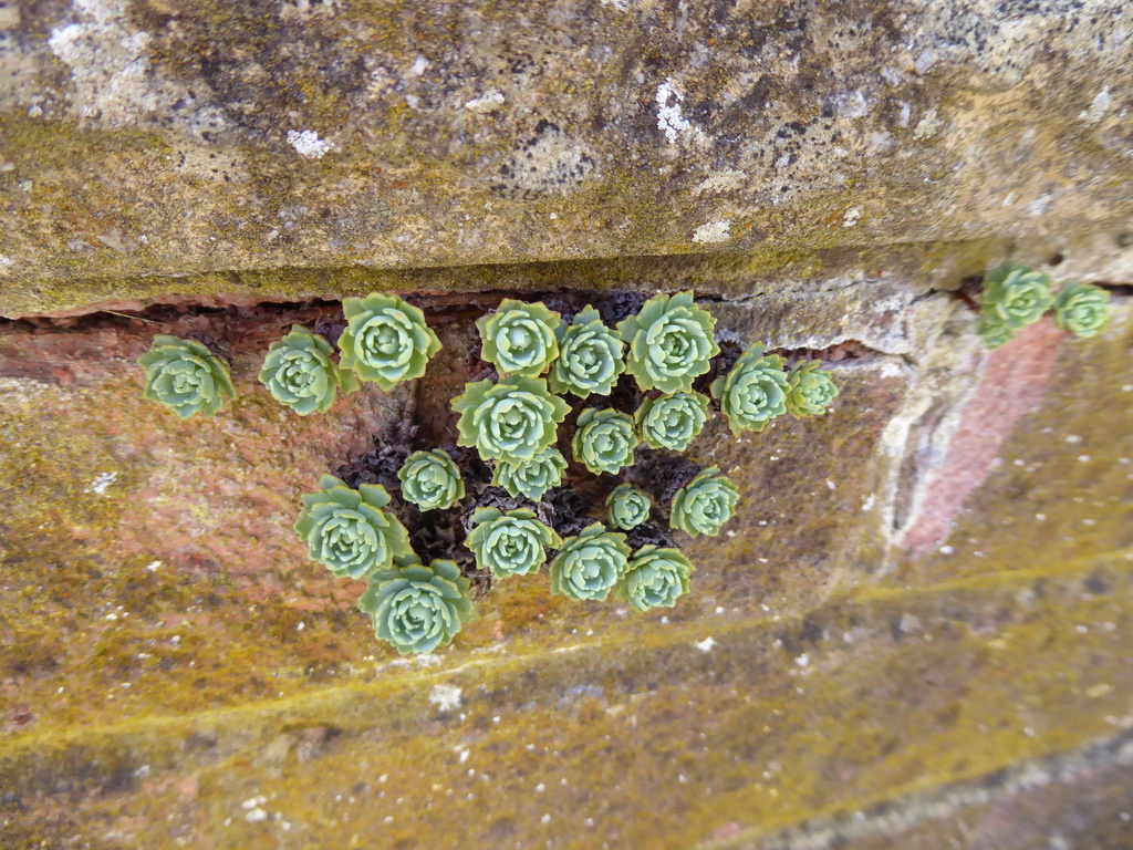 Rhodiola pachyclados; photograph jamie-aa, CC BY, iNaturalist via GBIF