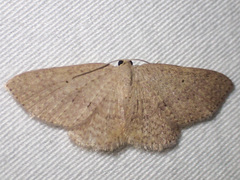 Poecilasthena anthodes