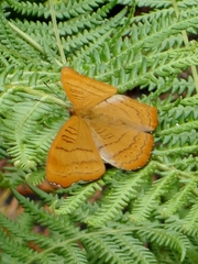 Pseudergolis wedah