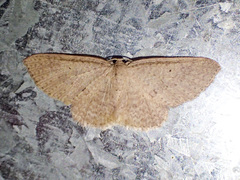 Poecilasthena anthodes