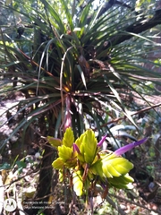 Tillandsia rodrigueziana