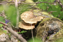 Cerioporus squamosus