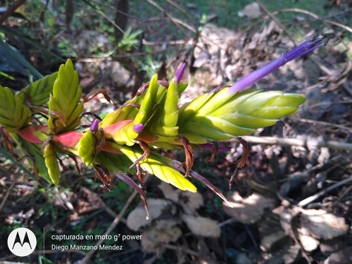 Tillandsia rodrigueziana Mez