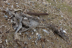 Leucocarbo chalconotus