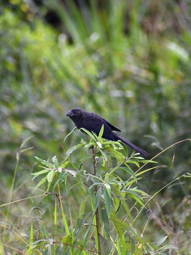 Smooth-billed Ani