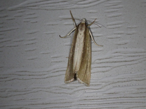 Epina alleni photo 5