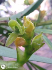 Epidendrum mocinoi