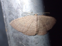 Poecilasthena anthodes