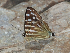 Dodona dipoea