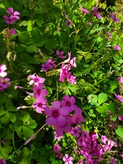 Oxalis articulata
