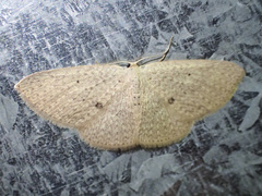 Poecilasthena anthodes