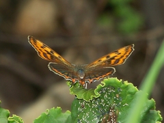 Lycaena li