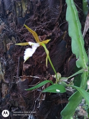 Rhynchostele stellata