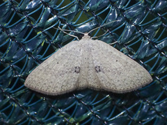 Poecilasthena anthodes