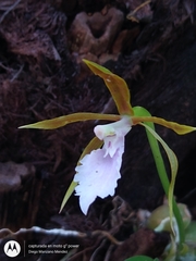 Rhynchostele stellata