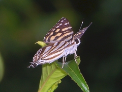 Dodona hoenei