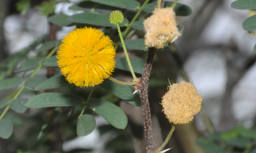 Vachellia farnesiana image