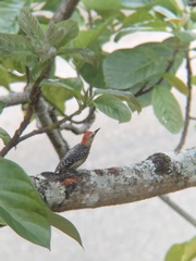 Melanerpes rubricapillus