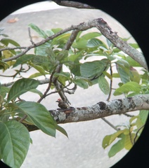 Melanerpes rubricapillus