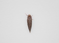 Acrolophus texanella