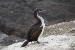 Leucocarbo chalconotus