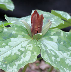 Trillium cuneatum