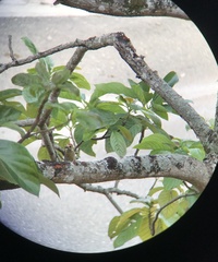 Melanerpes rubricapillus