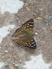 Dodona dipoea