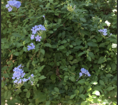 Plumbago auriculata