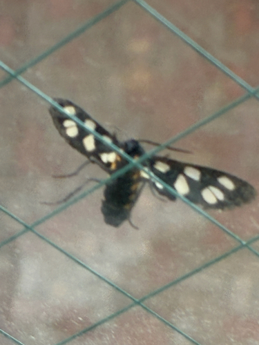 Japanese Nine-spotted Moth