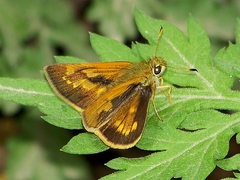 Ochlodes thibetana