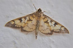Mimorista