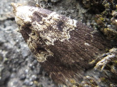 Hydrillodes morosus