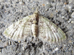 Chloroclystis v-ata