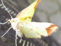 Corymica pryeri