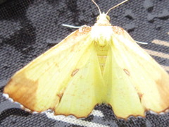 Corymica pryeri