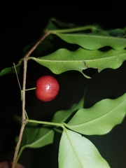 Calyptranthes hylobates