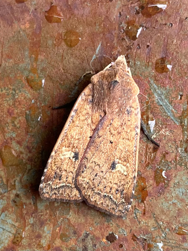 Orange Peel Moth