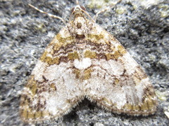 Esakiopteryx volitans