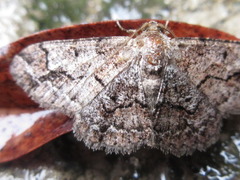 Satoblephara parvularia