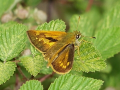 Ochlodes thibetana