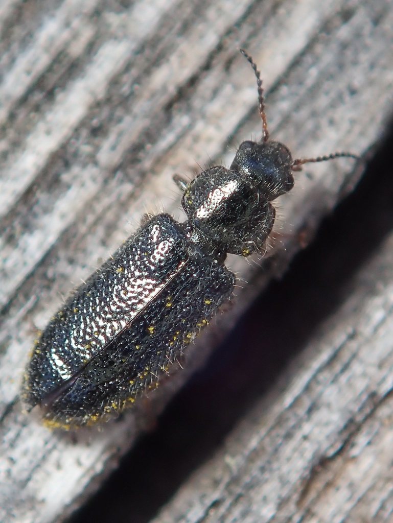 Aplocnemus nigricornis nigricornis