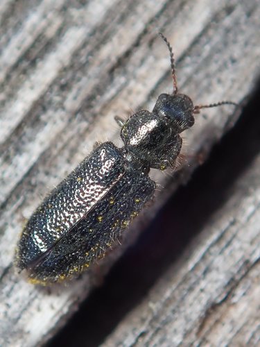 Aplocnemus nigricornis